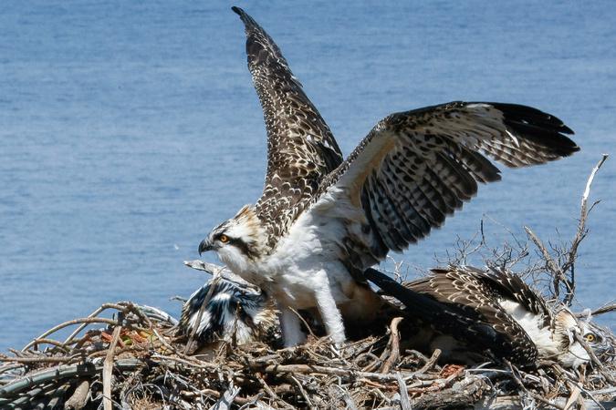 L’État renforce la protection des balbuzards pêcheurs sur la façade occidentale de la Corse