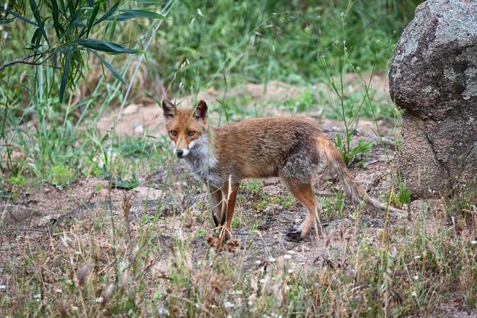 Le renard et les chats : une parenthèse de douceur à Porto-Vecchio