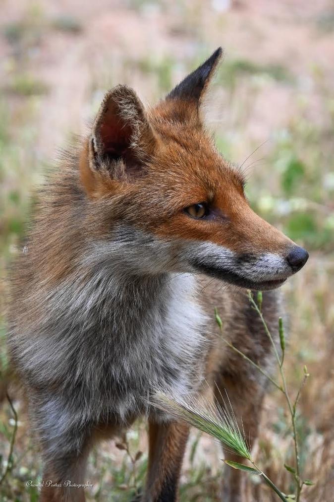 Le renard et les chats : une parenthèse de douceur à Porto-Vecchio Le renard et les chats : une parenthèse de douceur à Porto-Vecchio