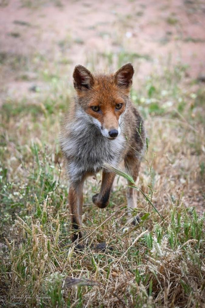 Le renard et les chats : une parenthèse de douceur à Porto-Vecchio