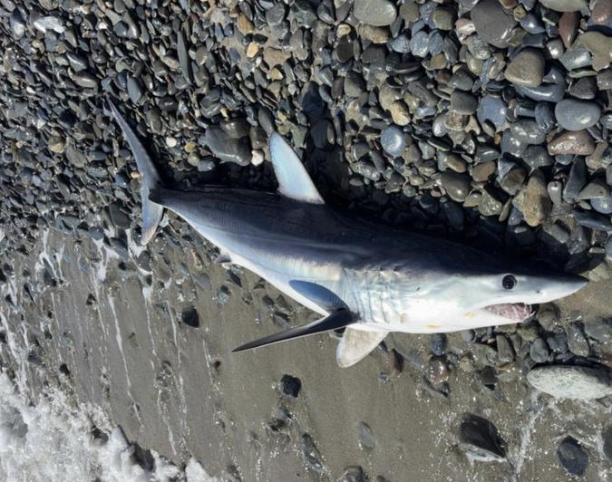 Un requin mako échoué à Santa-Maria-Poghju Un requin mako échoué à Santa-Maria-Poghju