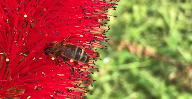 En Corse, les abeilles bousculées par des saisons qui ne ressemblent plus à celles d’avant