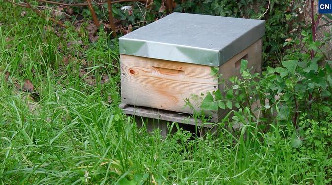 En Corse, les abeilles bousculées par des saisons qui ne ressemblent plus à celles d’avant En Corse, les abeilles bousculées par des saisons qui ne ressemblent plus à celles d’avant
