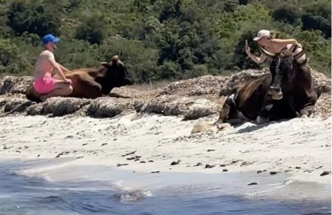 Plage du Lotu - Touristes et vaches partagent le sable et les selfies Plage du Lotu - Touristes et vaches partagent le sable et les selfies