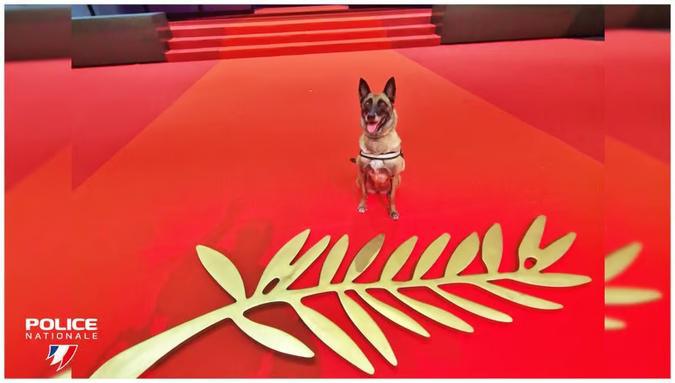 De Bastia à Cannes : Naty, chienne policière de Haute-Corse, tire sa révérence sur le tapis rouge De Bastia à Cannes : Naty, chienne policière de Haute-Corse, tire sa révérence sur le tapis rouge
