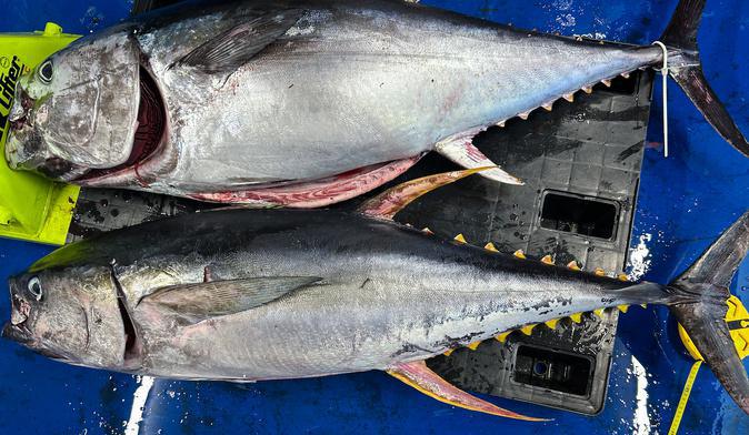 Un thon jaune de 50 kilos pêché au large de Bastia : une espèce rarissime observée en Méditerranée Un thon jaune de 50 kilos pêché au large de Bastia : une espèce rarissime observée en Méditerranée