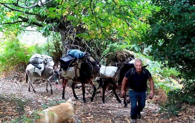 Les ânes corses retrouvent une utilité sociale et économique
