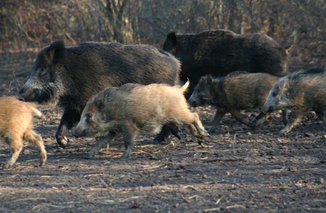 Face à la prolifération des sangliers, une période de destruction anticipée pour protéger les exploitations agricoles en Corse