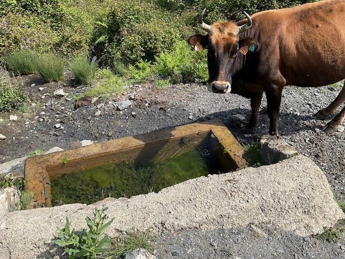 Bustanicu - Des abreuvoirs en montagne pour les animaux Bustanicu - Des abreuvoirs en montagne pour les animaux