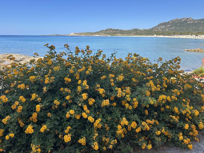U tempu in Corsica