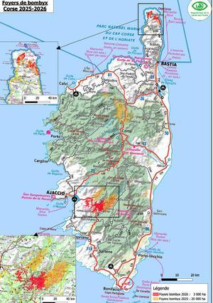 Bombyx disparate : la défoliation recule fortement en Corse, mais la vigilance reste de mise