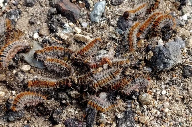 Bombyx disparate : la défoliation recule fortement en Corse, mais la vigilance reste de mise Bombyx disparate : la défoliation recule fortement en Corse, mais la vigilance reste de mise
