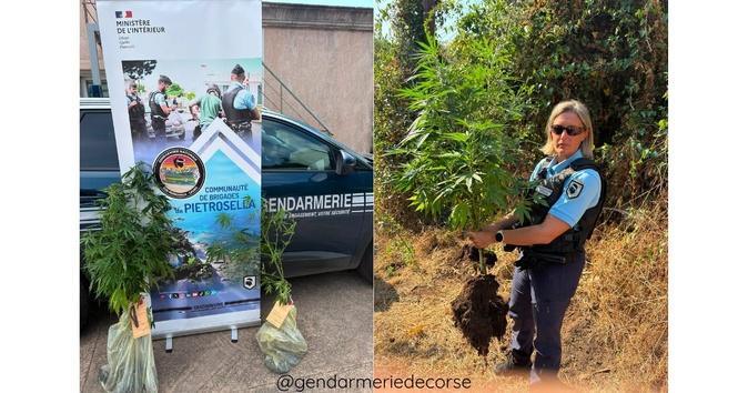 À Bastelicaccia, des pieds de cannabis découverts au domicile d'un particulier