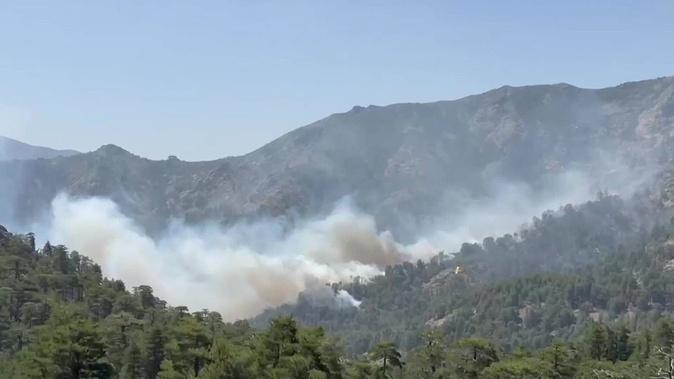 Les incendies restent actifs en Haute-Corse : 115 agents mobilisés, des renforts attendus du continent