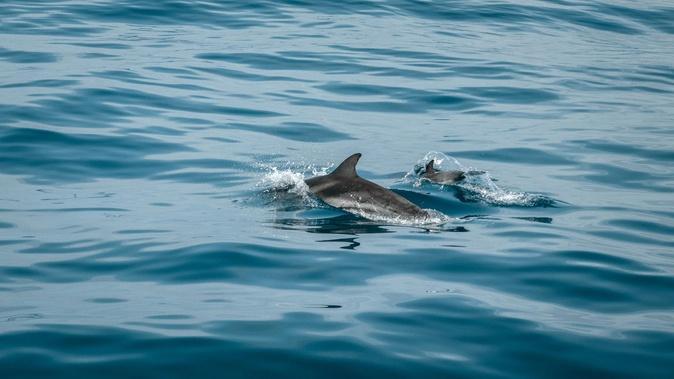 Dauphins, baleines, tortues… Les bons gestes pour observer la faune marine sans la déranger Dauphins, baleines, tortues… Les bons gestes pour observer la faune marine sans la déranger