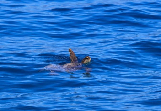 À Coggia, une tortue caouanne est venue pondre : « Elles se réapproprient les côtes corses » À Coggia, une tortue caouanne est venue pondre : « Elles se réapproprient les côtes corses »
