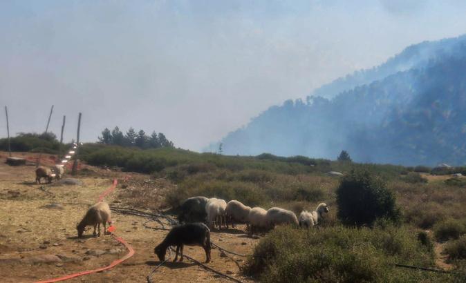 Incendie de la Restonica - Témoignage : Dumè Gambini avoue « avoir eu très peur ! »