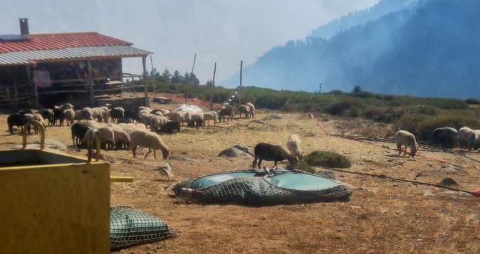 Incendie de la Restonica - Témoignage : Dumè Gambini avoue « avoir eu très peur ! »