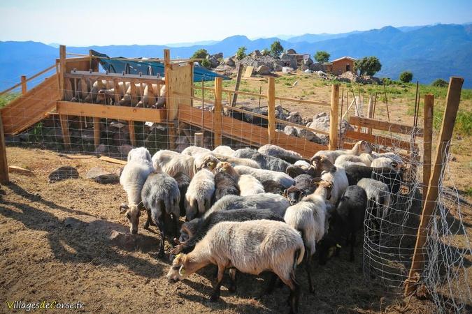 À Arghjusta è Muricciu, un projet pour redonner vie aux bergeries de Pian di Selva