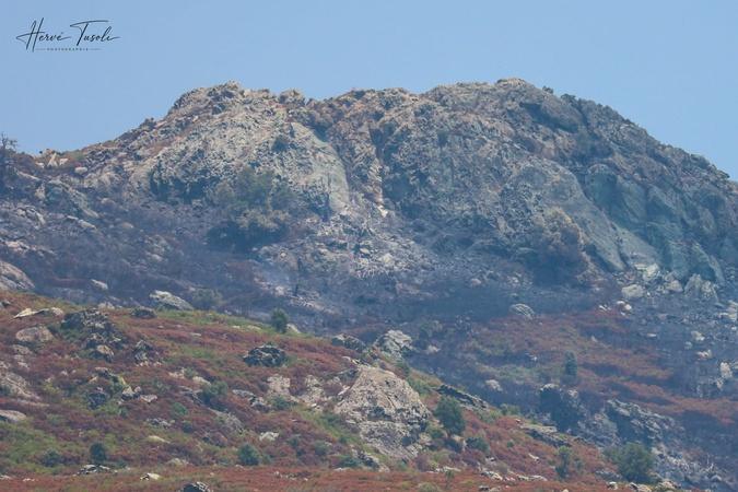 Biguglia : 160 hectares parcourus par les flammes