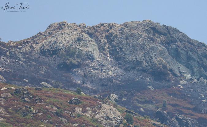 Incendies en Haute-Corse : la situation reste stable, des renforts européens attendus ce lundi