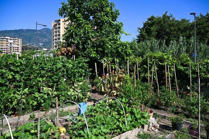 Ajaccio : aux Cannes, les jardins familiaux s'offrent une cure de jouvence Ajaccio : aux Cannes, les jardins familiaux s'offrent une cure de jouvence