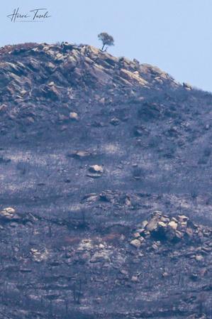 Casamaccioli, Albertacce, Biguglia : les feux fixés, les secours restent mobilisés dans la Restonica