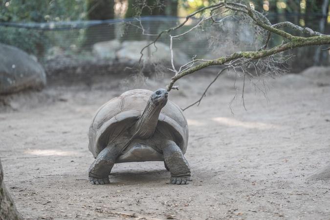 À A Cupulatta, 3 000 tortues face aux défis d’un monde qui change À A Cupulatta, 3 000 tortues face aux défis d’un monde qui change