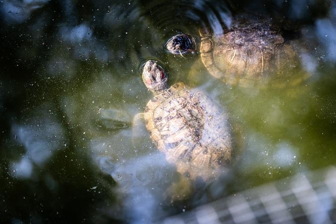 À A Cupulatta, 3 000 tortues face aux défis d’un monde qui change À A Cupulatta, 3 000 tortues face aux défis d’un monde qui change