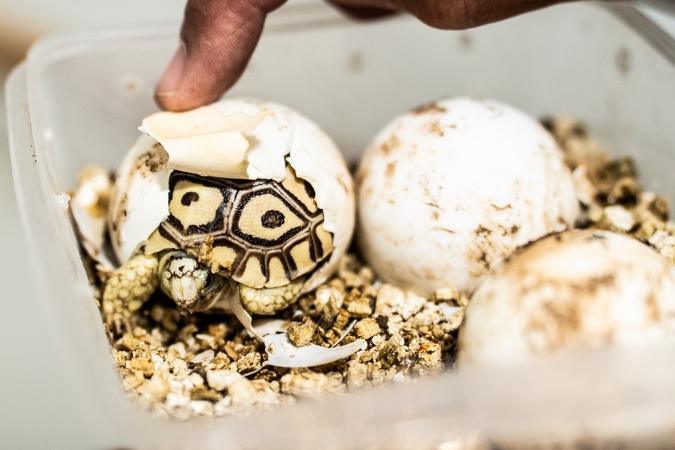 À A Cupulatta, 3 000 tortues face aux défis d’un monde qui change À A Cupulatta, 3 000 tortues face aux défis d’un monde qui change