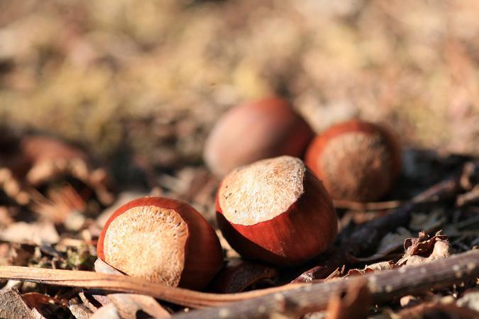 Cervioni célèbre la 34e édition de A Festa di a nuciola du 21 au 23 août