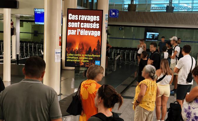 Incendies en Corse : la campagne de PETA contre l’élevage fait réagir la FDSEA Incendies en Corse : la campagne de PETA contre l’élevage fait réagir la FDSEA