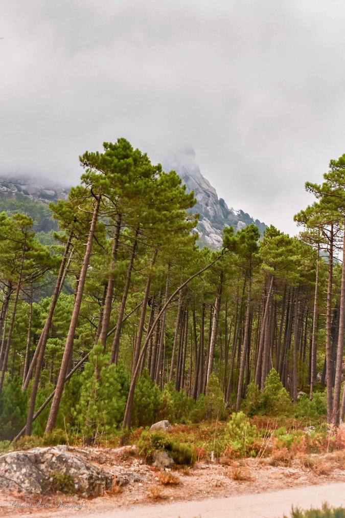 U tempu in Corsica