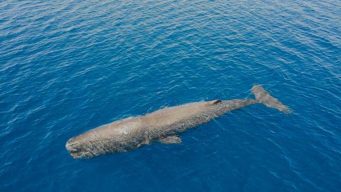 Au large de la Corse, un été record en termes d'observation révèle les trésors de biodiversité de la Méditerranée