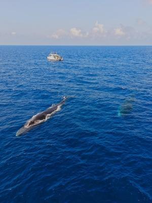 Au large de la Corse, un été record en termes d'observation révèle les trésors de biodiversité de la Méditerranée Au large de la Corse, un été record en termes d'observation révèle les trésors de biodiversité de la Méditerranée