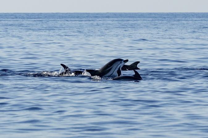 Au large de la Corse, un été record en termes d'observation révèle les trésors de biodiversité de la Méditerranée