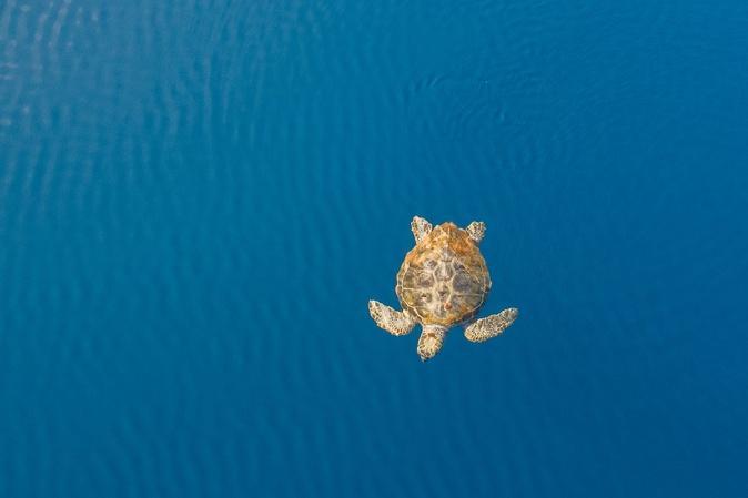 Au large de la Corse, un été record en termes d'observation révèle les trésors de biodiversité de la Méditerranée Au large de la Corse, un été record en termes d'observation révèle les trésors de biodiversité de la Méditerranée