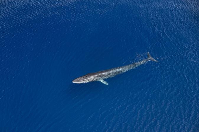 Au large de la Corse, un été record en termes d'observation révèle les trésors de biodiversité de la Méditerranée