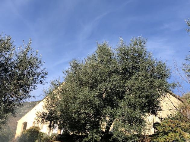 U tempu in Corsica