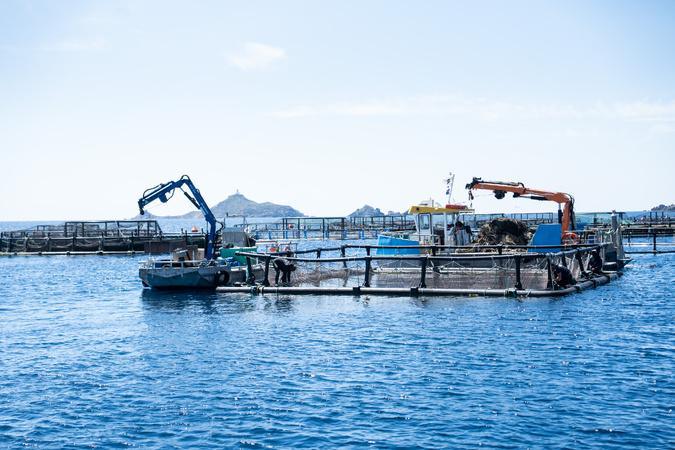 Ajaccio : À la Parata, l’avenir de la ferme aquacole de Gloria Maris au cœur d’un nouveau bras de fer