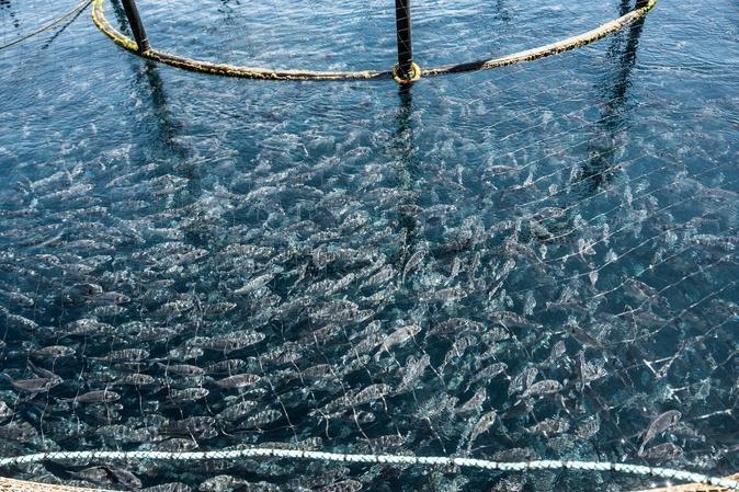 Ajaccio : À la Parata, l’avenir de la ferme aquacole de Gloria Maris au cœur d’un nouveau bras de fer Ajaccio : À la Parata, l’avenir de la ferme aquacole de Gloria Maris au cœur d’un nouveau bras de fer