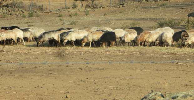 Plan CASI : L’intersyndicale agricole dénonce d’une seule voix le peu de moyens alloués à la Corse