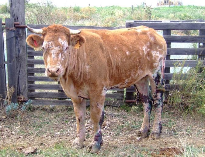 Un premier cas de besnoitiose bovine détecté en Corse-du-Sud Un premier cas de besnoitiose bovine détecté en Corse-du-Sud