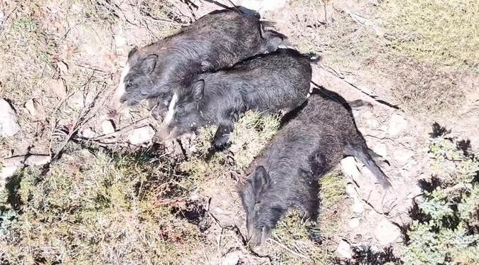 Plusieurs sangliers tués puis abandonnés en pleine montagne, les fédérations de chasse dénoncent des actes « impensables »