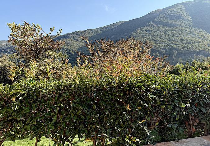 U tempu in Corsica