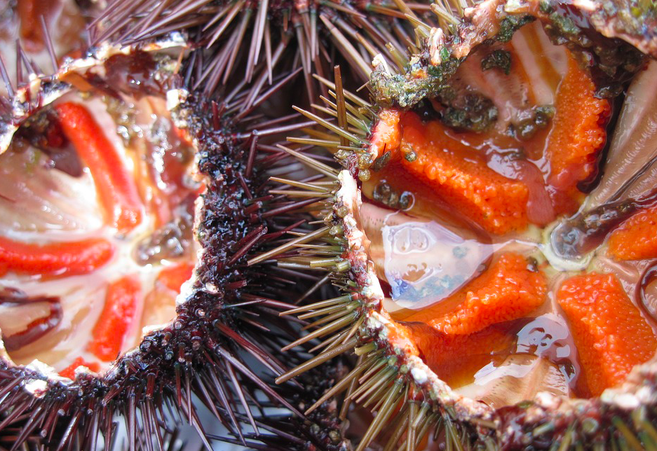 En Corse La Saison Des Oursins Est Terminee