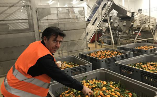 Contre le gaspillage, on transforme les clémentines non commercialisables en jus à Moriani