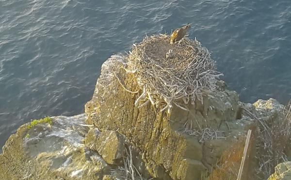  Corse : deux dispositifs pour protéger la reproduction du balbuzard-pêcheur