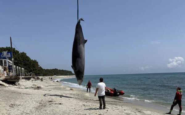 Corse : des baleines de Cuvier s'échouent en plaine orientale