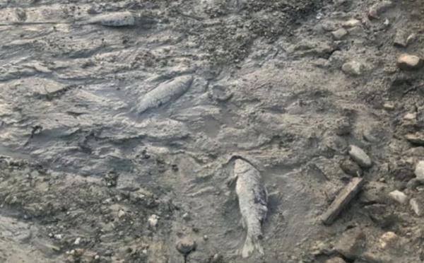 Canale-di-Verde : des centaines de poissons morts ou agonisant au barrage de Peri